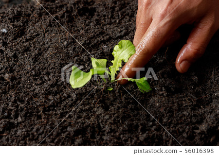 Close up Farmer hand planting sprout (Green oak 56016398