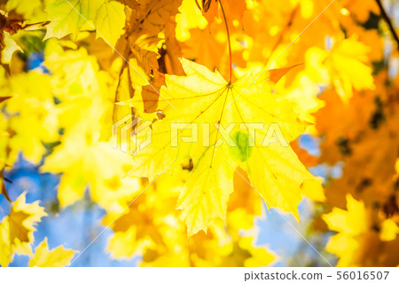 fall maple leaves 56016507