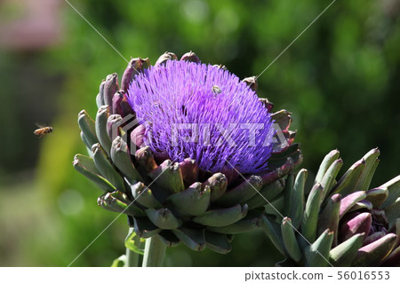 artichoke artichoke 56016553