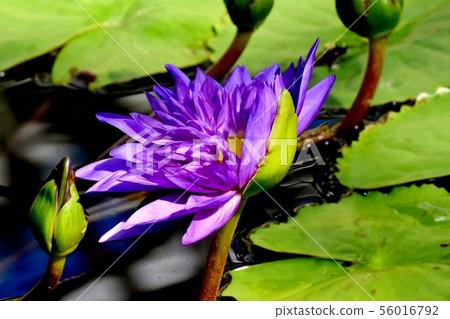 Purple water lily blooms in Chofu City Botanical Garden Purple water lily blooms in Chofu City Botanical Garden 56016792