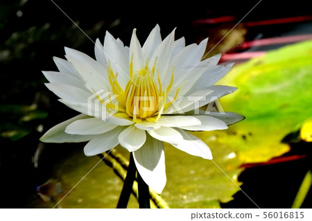 White water lily blooming in the botanical garden of Chofu city White water lily blooming in the botanical garden of Chofu city 56016815