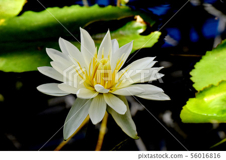 White water lily blooming in the botanical garden of Chofu city 56016816