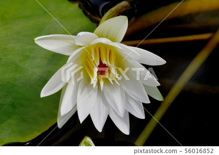 White water lily blooming in the botanical garden of Chofu city 56016852