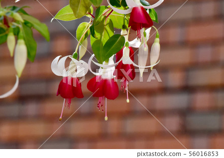 Red and white fuchsia blooming in Chofu City Botanical Garden (Joy Patmore) 56016853