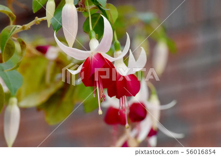 在調布市植物園（Joy Patmore）盛開的紅色和白色紫紅色 56016854