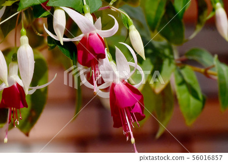 在調布市植物園（Joy Patmore）盛開的紅色和白色紫紅色 56016857