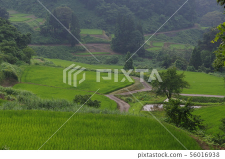 Sugadaira水稻梯田 56016938