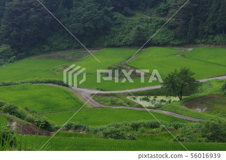 Sugadaira水稻梯田 56016939