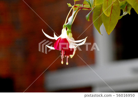 Red and white fuchsia blooming in Chofu City Botanical Garden (Joy Patmore) Red and white fuchsia blooming in Chofu City Botanical Garden (Joy Patmore) 56016950