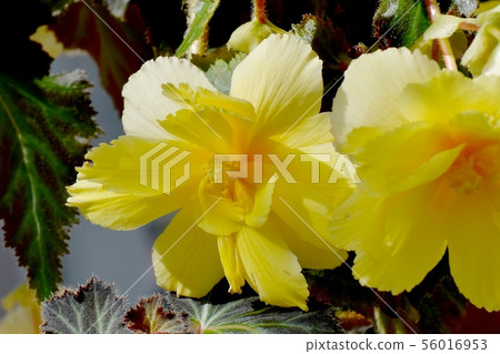 Yellow begonia blooming in the botanical garden of Chofu city Yellow begonia blooming in the botanical garden of Chofu city 56016953