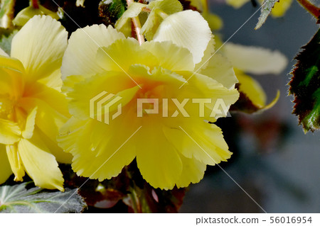 Yellow begonia blooming in the botanical garden of Chofu city Yellow begonia blooming in the botanical garden of Chofu city 56016954
