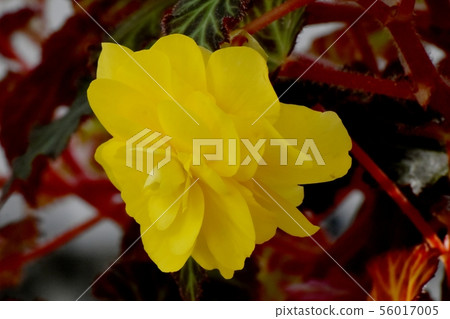 開花在調布市植物園裡的黃色秋海棠 56017005
