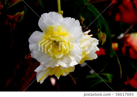 開花在調布市植物園裡的黃色和白色秋海棠 56017093