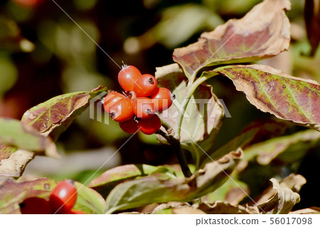 成為三鷹中原的紅山茱萸(Yamaboushi)的果實 成為三鷹中原的紅山茱萸(Yamaboushi)的果實 56017098