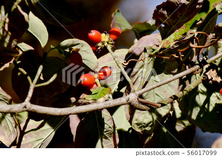 成為三鷹中原的紅山茱萸(Yamaboushi)的果實 成為三鷹中原的紅山茱萸(Yamaboushi)的果實 56017099