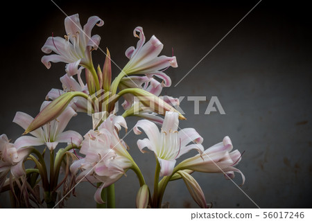 White lily flower White lily flower 56017246