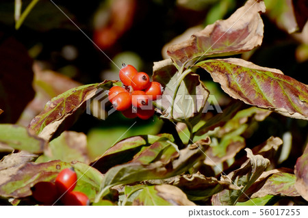 成為三鷹中原的紅山茱萸（Yamaboushi）的果實 56017255
