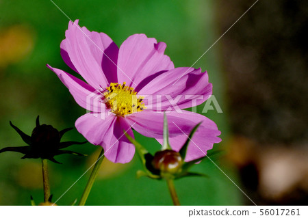 開花在三鷹中原的桃紅色波斯菊花 56017261