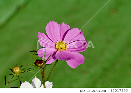 Pink cosmos flowers blooming in Mitaka Nakahara 56017263
