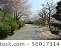 櫻桃樹在Tanematsuyama公園西部花園 56017314
