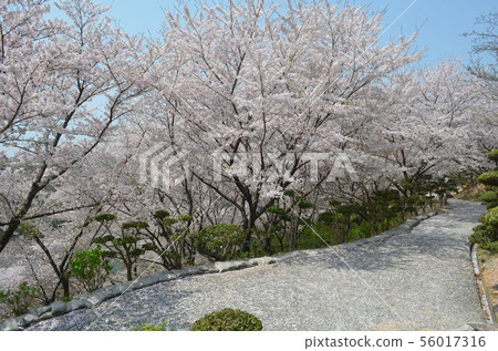 櫻桃樹在Tanematsuyama公園西部花園 56017316