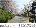櫻桃樹在Tanematsuyama公園西部花園 56017319