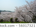 櫻桃樹在Tanematsuyama公園西部花園 56017321