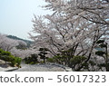 櫻桃樹在Tanematsuyama公園西部花園 56017323