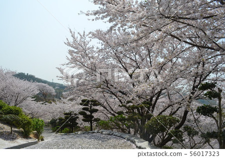 櫻桃樹在Tanematsuyama公園西部花園 56017323