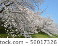 後樂園的櫻花 56017326