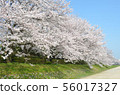 後樂園的櫻花 56017327