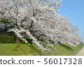 後樂園的櫻花 56017328