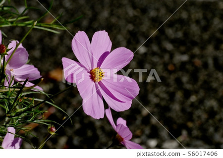Pink cosmos flowers blooming in Mitaka Nakahara 56017406