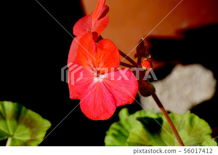 Blooming in Mitaka Nakahara Red geranium flower in Mitaka Nakahara 56017412