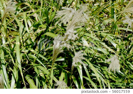 開花在調布市植物園裡的日本蒲葦 開花在調布市植物園裡的日本蒲葦 56017559