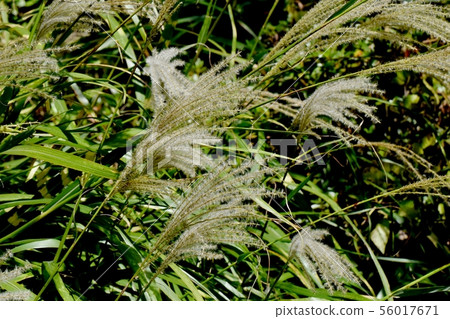 Japanese pampas grass blooming in Chofu City Botanical Garden Japanese pampas grass blooming in Chofu City Botanical Garden 56017671
