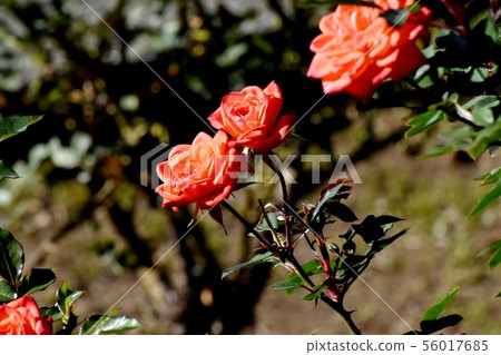 Orange rose blooming in the botanical garden of Chofu City Petit's Foley (Modern Rose) Orange rose blooming in the botanical garden of Chofu City Petit's Foley (Modern Rose) 56017685