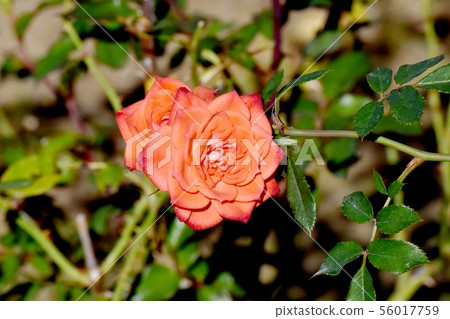 橘子玫瑰盛開在調布市的Petit's Foley(現代玫瑰)植物園 橘子玫瑰盛開在調布市的Petit's Foley(現代玫瑰)植物園 56017759
