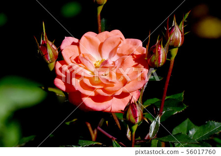 Orange rose blooming in the botanical garden of Chofu City Petit's Foley (Modern Rose) Orange rose blooming in the botanical garden of Chofu City Petit's Foley (Modern Rose) 56017760
