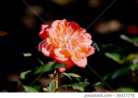 Orange rose blooming in the botanical garden of Chofu City Petit's Foley (Modern Rose) 56017778