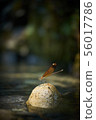 Miyama Kawatombo 56017786