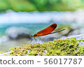 Miyama Kawatombo 56017787