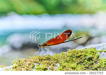 Miyama Kawatombo 56017787