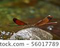 Miyama Kawatombo 56017789