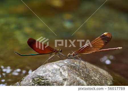 Miyama Kawatombo 56017789