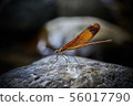 Miyama Kawatombo 56017790