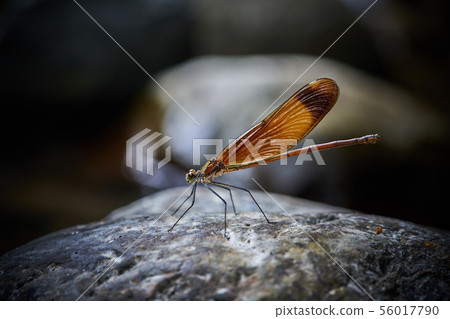 Miyama Kawatombo 56017790