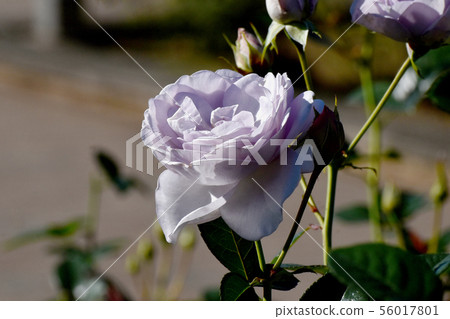 在調布市植物園藍色巴渝（現代玫瑰）盛開的淡紫色玫瑰 56017801