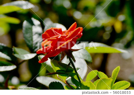 開花在調布市植物園的銀硃的玫瑰 56018033