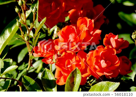 Vermilion roses blooming in Chofu City Botanical Garden 56018110
